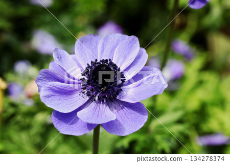 Anemones 134278374