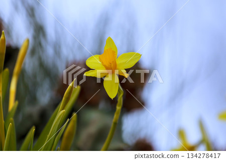 Bright yellow flower blooms under clear sky in garden during spring season with green leaves 134278417