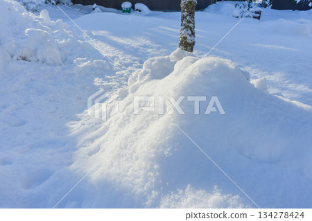 晨曦照耀下，樹下的積雪閃閃發光。 134278424