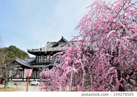 Yamatokoriyama Castle Ruins (Castle Ruins Hall and Weeping Plum Blossoms) [Yamatokoriyama City, Nara Prefecture] 134278505