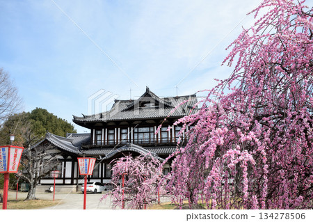 Yamatokoriyama Castle Ruins (Castle Ruins Hall and Weeping Plum Blossoms) [Yamatokoriyama City, Nara Prefecture] 134278506