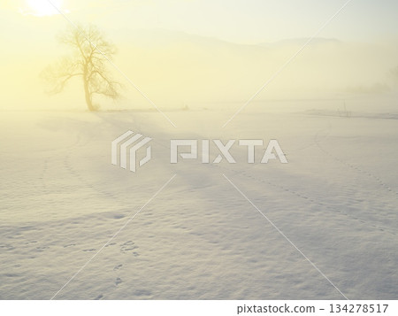 一棵孤獨的樹矗立在充滿晨霧的千曲川雪原上。 一棵孤獨的樹矗立在充滿晨霧的千曲川雪原上。 134278517