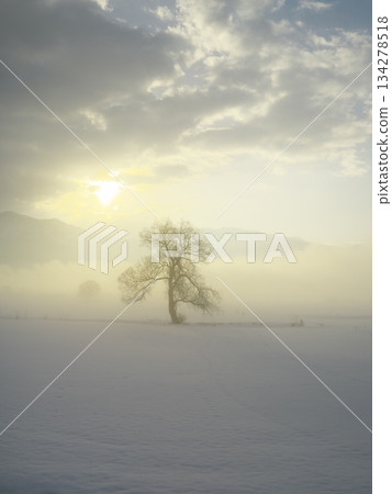 一棵孤獨的樹矗立在充滿晨霧的千曲川雪原上。 134278518