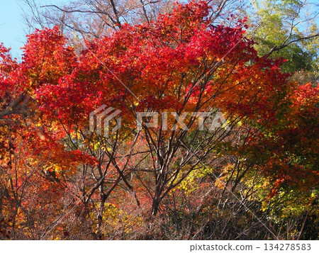 Autumn at Sagano Chokushian Autumn at Sagano Chokushian 134278583