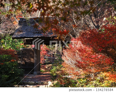 Autumn at Sagano Chokushian Autumn at Sagano Chokushian 134278584
