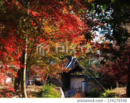 嵯峨野竹子庵的秋天 134278598