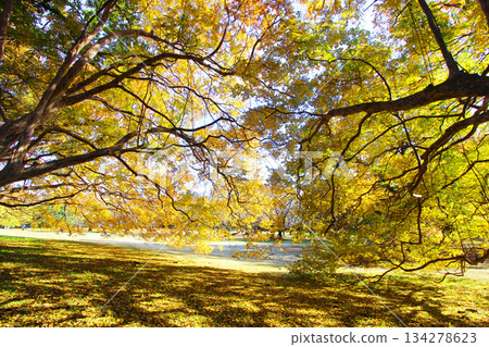 Autumn leaves of Kinutakoen 134278623