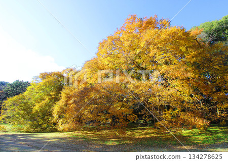 Autumn leaves of Kinutakoen 134278625