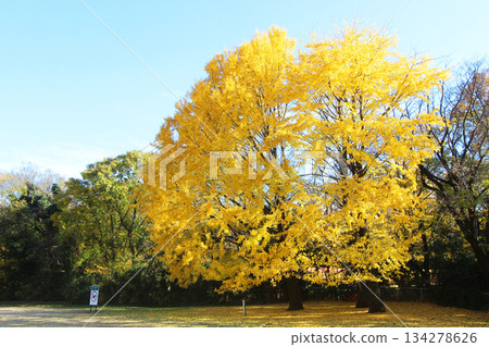 Autumn leaves of Kinutakoen 134278626