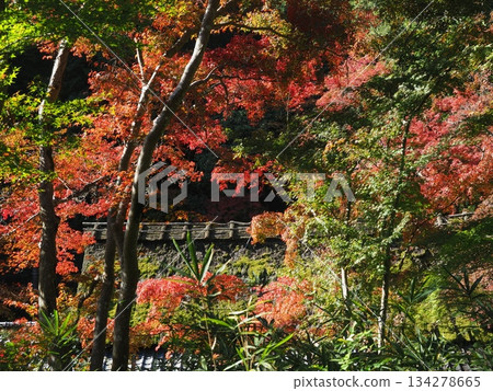 Autumn at Sagano Toriimoto 134278665