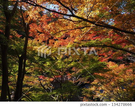Autumn at Sagano Toriimoto Autumn at Sagano Toriimoto 134278666