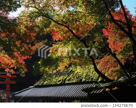 佐賀野鳥居本的秋天 134278670