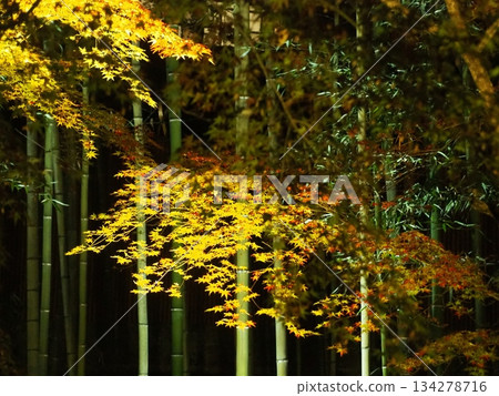 Kitano Tenmangu Shrine light up 134278716