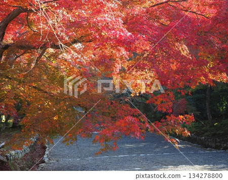 秋季的嵯峨野二尊院 134278800