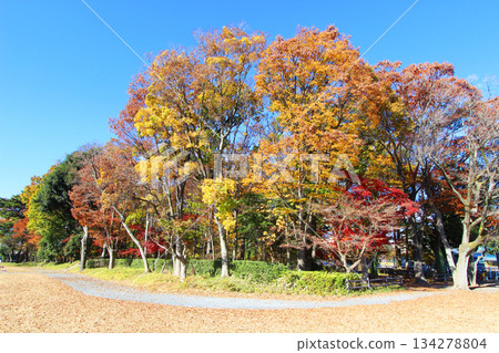 Bajikoen Musashino Natural Forest Bajikoen Musashino Natural Forest 134278804
