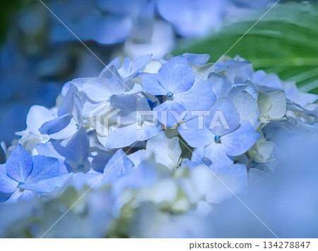 藍色繡球花 134278847