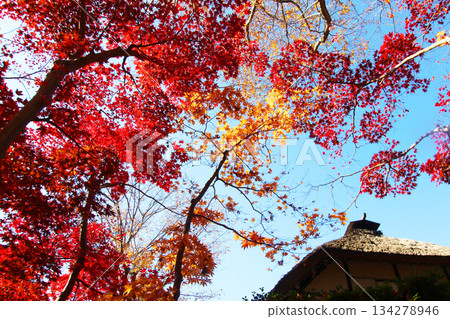 Ikuta綠色空間秋葉 Ikuta綠色空間秋葉 134278946