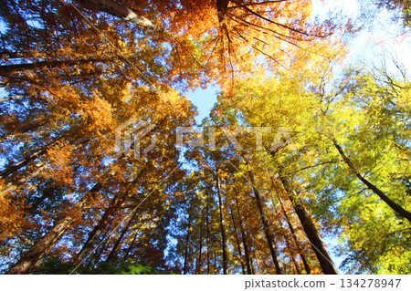 Ikuta綠色空間秋葉 134278947