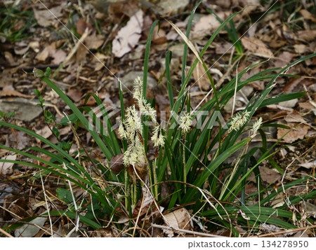 春天，山間小路上盛開的薹草 134278950