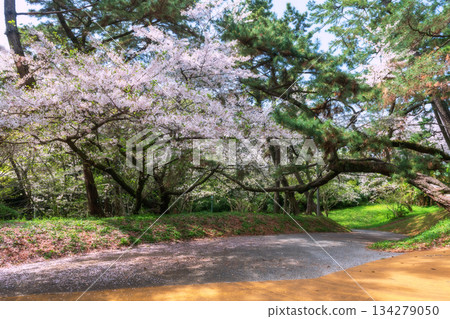 Beautiful white sakura blossom of cherry tree in Nishi Park, Fukuoka 134279050