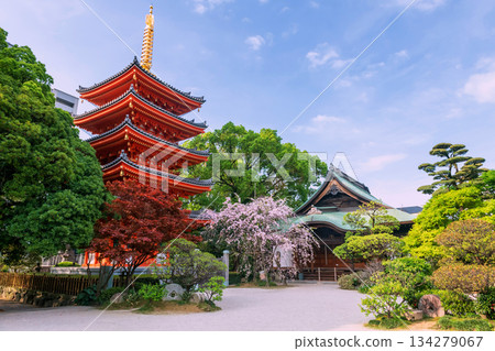 Tochoji pagoda with pink sakura blossom and red maple leaf. Fukuoka 134279067