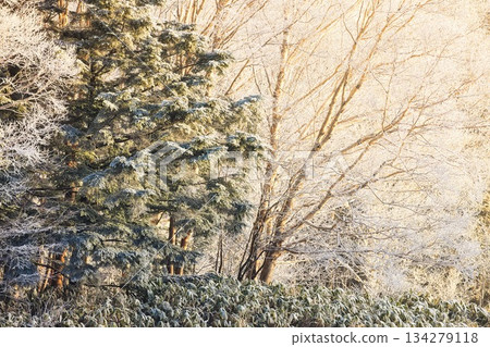Rime-covered trees at Norikura Plateau in the snow-capped Northern Alps Rime-covered trees at Norikura Plateau in the snow-capped Northern Alps 134279118