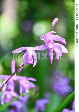 Chinese Ground Orchid 134279131