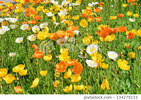 Iceland poppy Iceland poppy 134279133