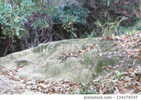 scenery scenery 134279197