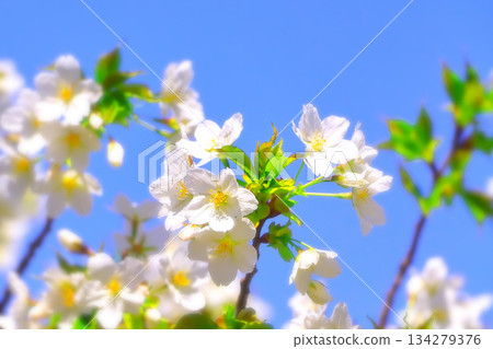 Refreshing white cherry blossoms herald the arrival of spring 134279376