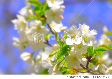 Refreshing Oshima cherry blossoms in full bloom Refreshing Oshima cherry blossoms in full bloom 134279377