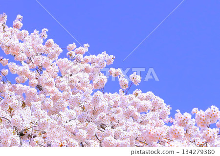 Somei Yoshino cherry blossoms in full bloom against the clear blue sky Somei Yoshino cherry blossoms in full bloom against the clear blue sky 134279380