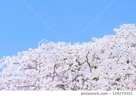 染井吉野櫻花盛開，天空湛藍清澈。 134279381