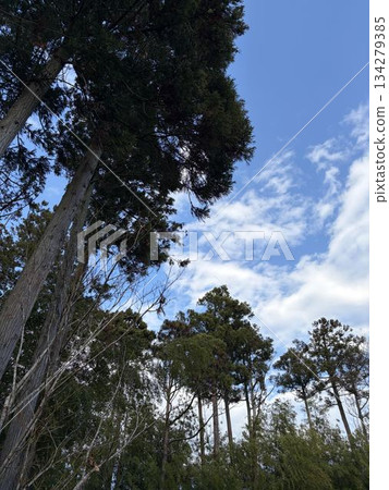 天空從森林中抬起頭來 134279385