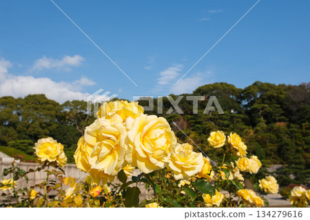 Blooming roses and blue sky in the garden at Suma Rikyu Park in Kobe 134279616