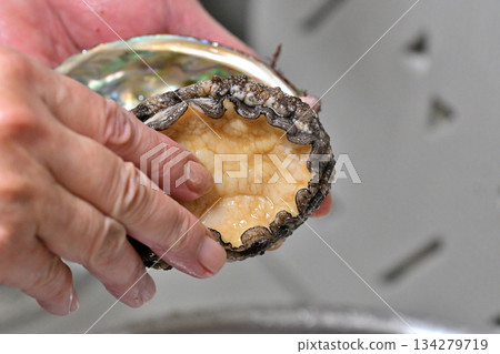 Abalone and hands Abalone and hands 134279719