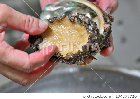 Abalone and hands Abalone and hands 134279720