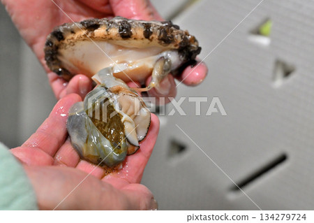 Abalone liver and hands Abalone liver and hands 134279724
