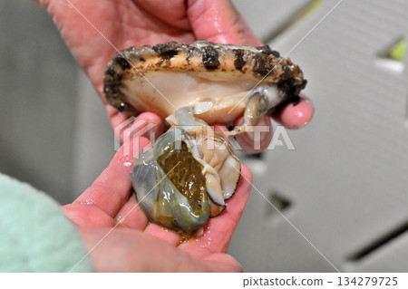 Abalone liver and hands Abalone liver and hands 134279725