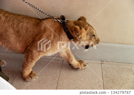 chained lion in captivity with open mouth yearning for freedom highlighting animal protection chained lion in captivity with open mouth yearning for freedom highlighting animal protection 134279787