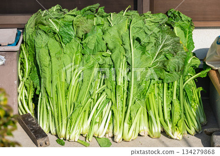 剛採摘的野澤菜葉子在門廊上漸漸蔫了。 134279868
