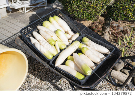 收穫並洗淨的蘿蔔和一個水桶 收穫並洗淨的蘿蔔和一個水桶 134279872