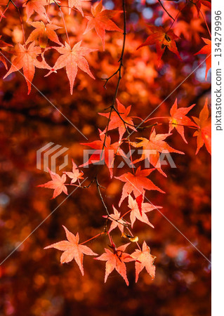 秋天的色彩,秋天的落葉 秋天的色彩,秋天的落葉 134279996