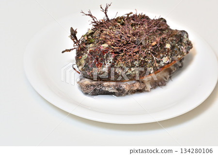 Abalone (from Sanriku) with seaweed on a white plate 134280106