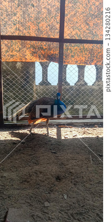 Elegant Blue Peacock Standing Inside Chain Link Enclosure By Fence In Park Elegant Blue Peacock Standing Inside Chain Link Enclosure By Fence In Park 134280216
