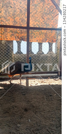 Elegant Blue Peacock Standing Inside Chain Link Enclosure By Fence In Park 134280217
