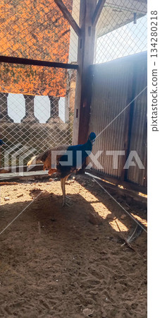 Elegant Blue Peacock Standing Inside Chain Link Enclosure By Fence In Park 134280218
