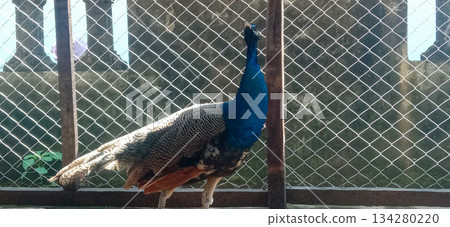 Elegant Blue Peacock Standing Inside Chain Link Enclosure By Fence In Park Elegant Blue Peacock Standing Inside Chain Link Enclosure By Fence In Park 134280220