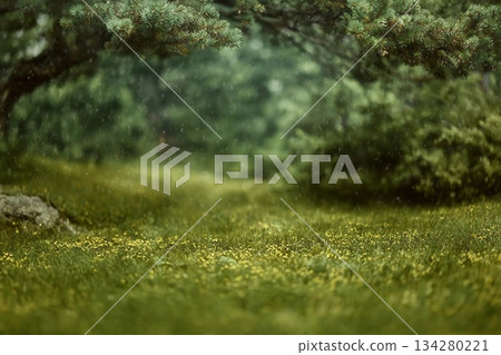 Beautiful green summer forest. Spring background, backdrop Beautiful green summer forest. Spring background, backdrop 134280221