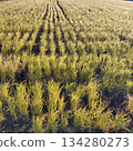 Fallow field in late autumn 2 134280273